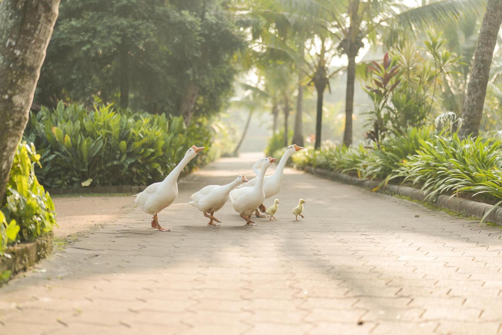 Lakesong Resort Kumarakom Eksteriør bilde